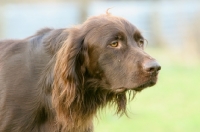 Picture of German Longhaired Pointer