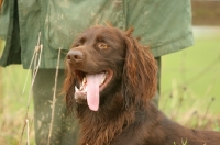 Picture of German Longhaired Pointer
