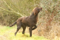 Picture of German Longhaired Pointer
