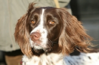 Picture of German Longhaired Pointer