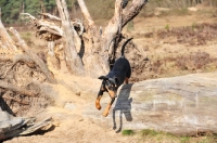 Picture of German Pinscher jumping over log