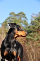 Picture of German Pinscher looking aside