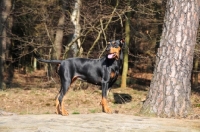 Picture of German Pinscher near forest