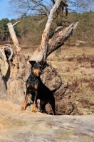Picture of German Pinscher on log