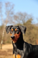 Picture of German Pinscher portrait