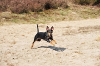 Picture of German Pinscher running, (Deutscher Pinscher)