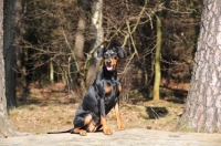 Picture of German Pinscher sitting near forest