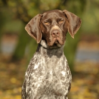 Picture of German Pointer head study