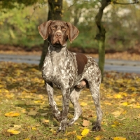 Picture of German Pointer in autumn