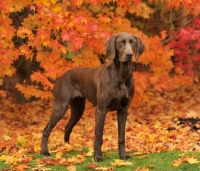 Picture of German Pointer in autumn