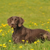 Picture of German Pointer in field