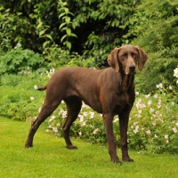 Picture of German Pointer in garden