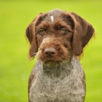 Picture of German Pointer portrait