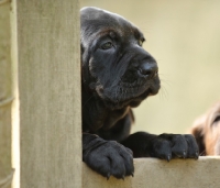 Picture of German Pointer puppy behind fence