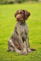 Picture of German Pointer puppy