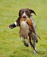 Picture of German Pointer retrieving pheasant