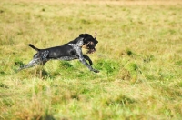 Picture of German Pointer retrieving