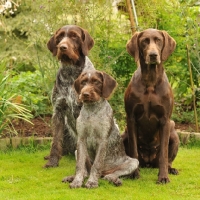 Picture of German Pointer (shorthair) with German Pointers (wirehair)