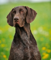 Picture of German Pointer shoulders up