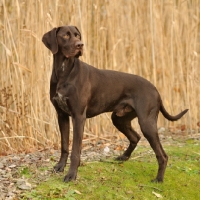 Picture of German Pointer side view