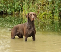 Picture of German Pointer standing in water