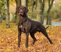 Picture of German Pointer standing on leaves