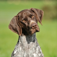 Picture of German Pointer thinking