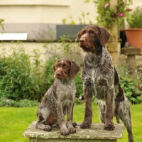 Picture of German Pointer with puppy