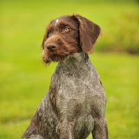 Picture of German Pointer 