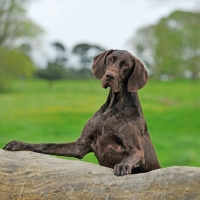 Picture of German Pointer