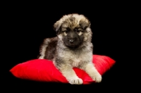 Picture of German Shepherd (aka Alsatian) puppy on red pillow