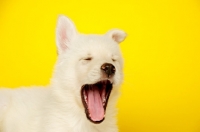 Picture of German Shepherd (aka Alsatian) puppy yawning on a yellow background