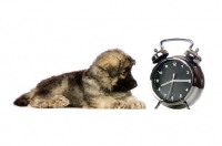 Picture of German Shepherd (aka Alsatian) puppy looking at time