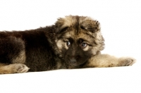 Picture of German Shepherd (aka Alsatian) puppy