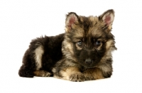 Picture of German Shepherd (aka Alsatian) puppy