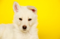Picture of German Shepherd (aka Alsatian) puppy on a yellow background