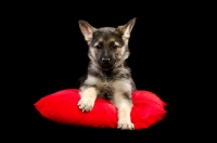 Picture of German Shepherd (aka Alsatian) puppy on red pillow