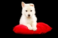 Picture of German Shepherd (aka Alsatian) puppy lying on a red cushion isolated on a black background