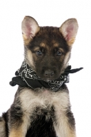 Picture of German Shepherd (aka Alsatian) puppy wearing scarf