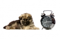 Picture of German Shepherd (aka Alsatian) puppy sleeping next to clock
