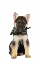 Picture of German Shepherd (aka Alsatian) puppy, sitting down