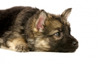 Picture of German Shepherd (aka Alsatian) puppy resting on white background