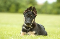 Picture of German Shepherd (aka Alsatian) puppy