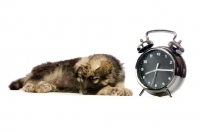 Picture of German Shepherd (aka Alsatian) puppy sleeping next to alarm clock
