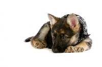 Picture of German Shepherd (aka Alsatian) puppy