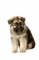 Picture of German Shepherd (aka Alsatian) puppy