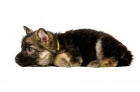 Picture of German Shepherd (aka Alsatian) puppy, resting on white background