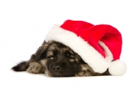 Picture of German Shepherd (aka Alsatian) puppy with Christmas hat