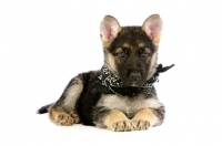 Picture of German Shepherd (aka Alsatian) puppy wearing scarf, lying down