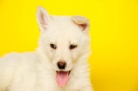 Picture of German Shepherd (aka Alsatian) puppy on a yellow background